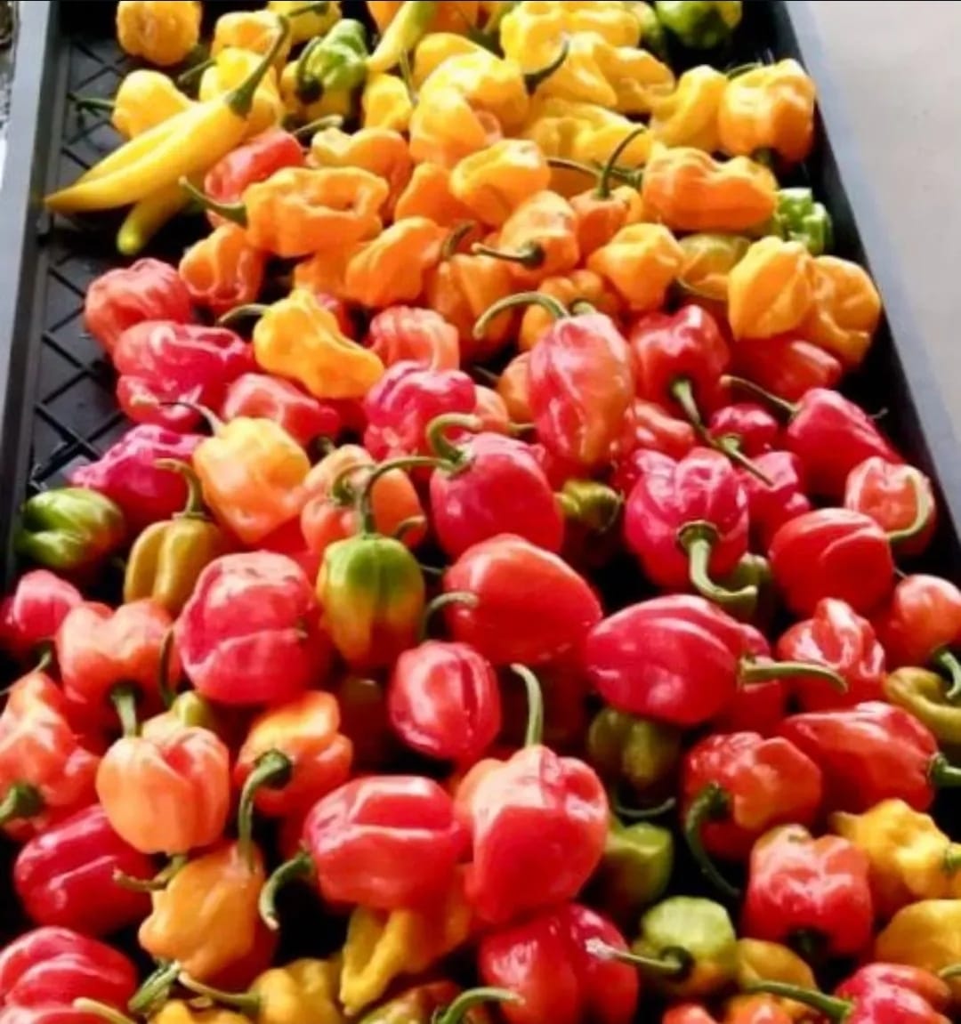 Colorful harvest produce from Farmlife