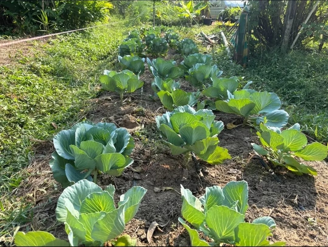 Farm harvest and food preparation at Farmlife