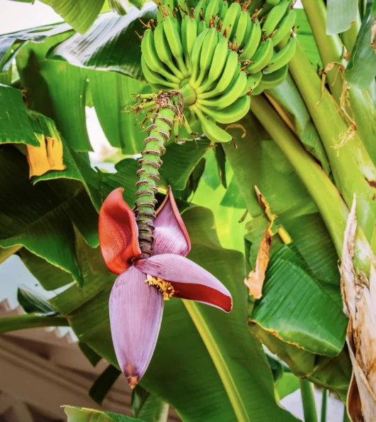 Banana Flower