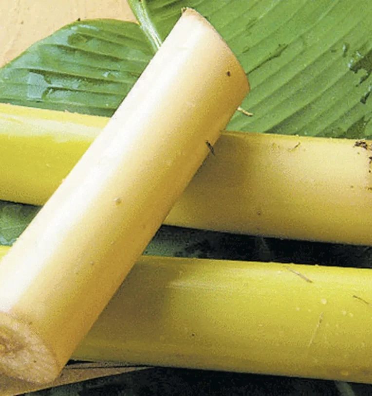 Banana Stem