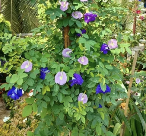 Blue pea flower (for tea)