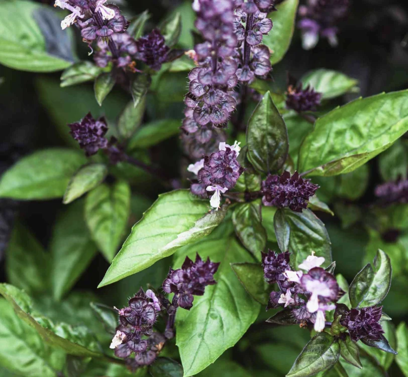 Cinnamon Basil