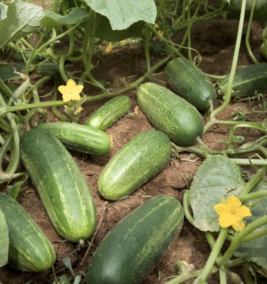 Cucumber
