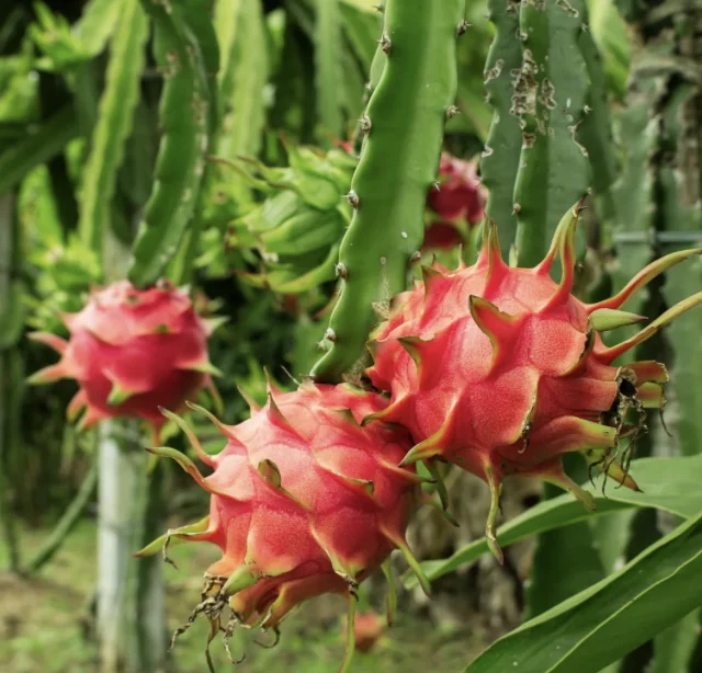 Dragon Fruit Red