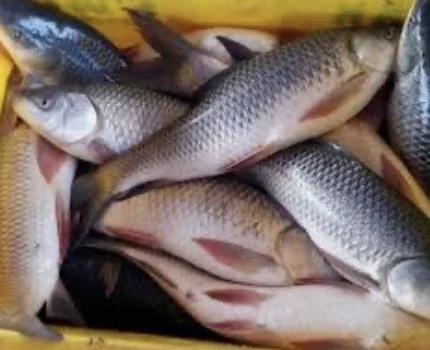 Fresh Fish (Tilapia/Rohu)