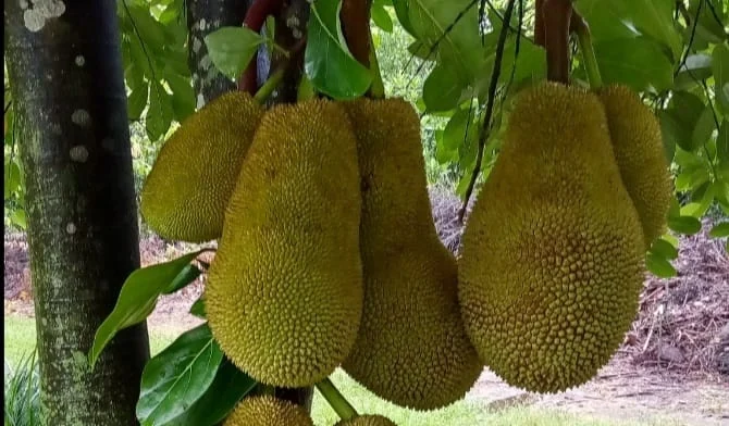 Jackfruit (whole)