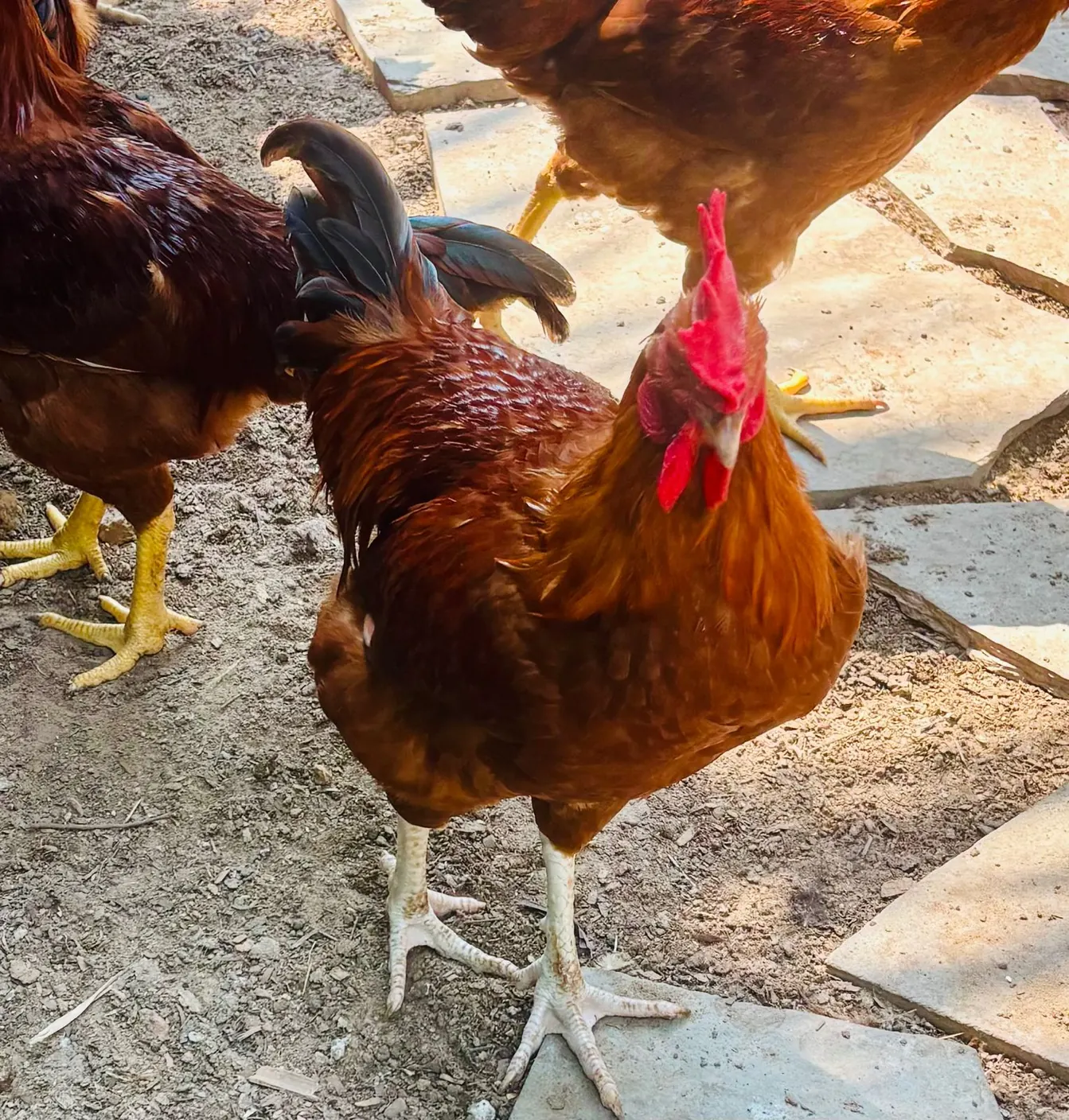 Live roosters
