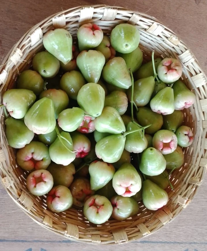 Love Apple(green or white)
