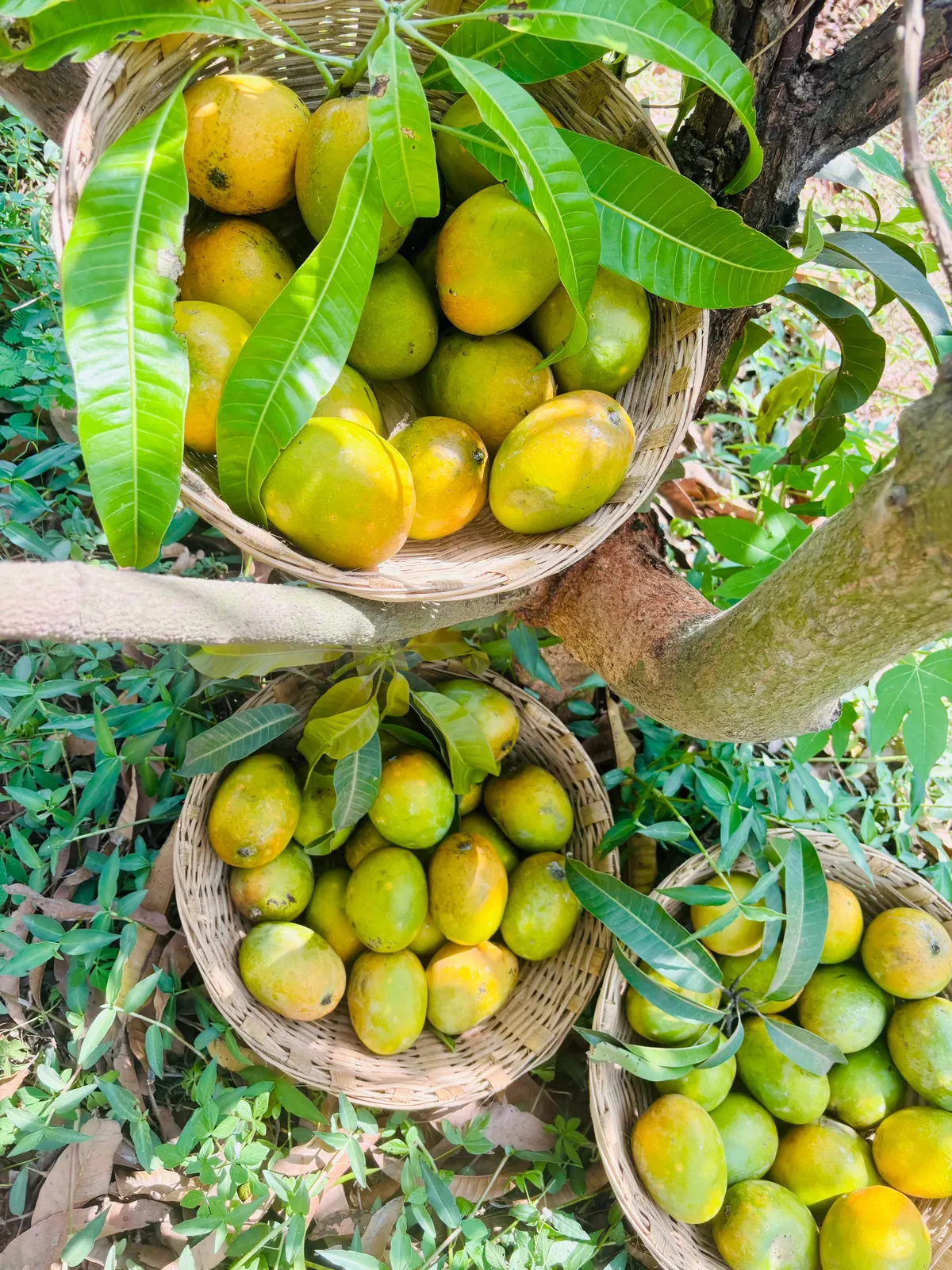 Mancurad Mango