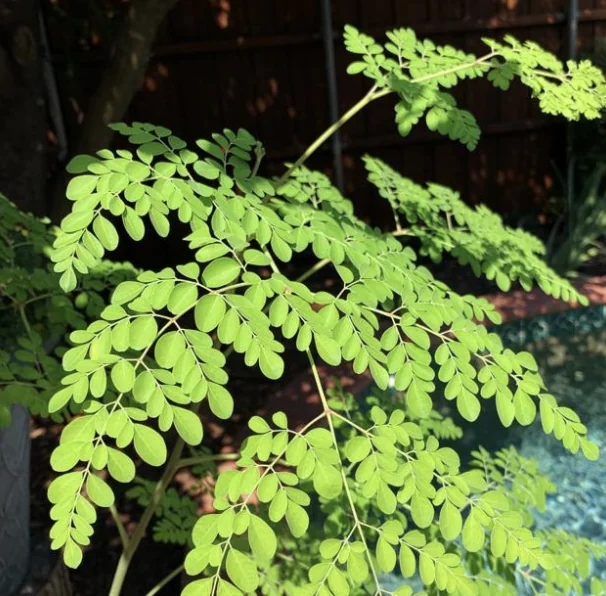 Moringa Leaves