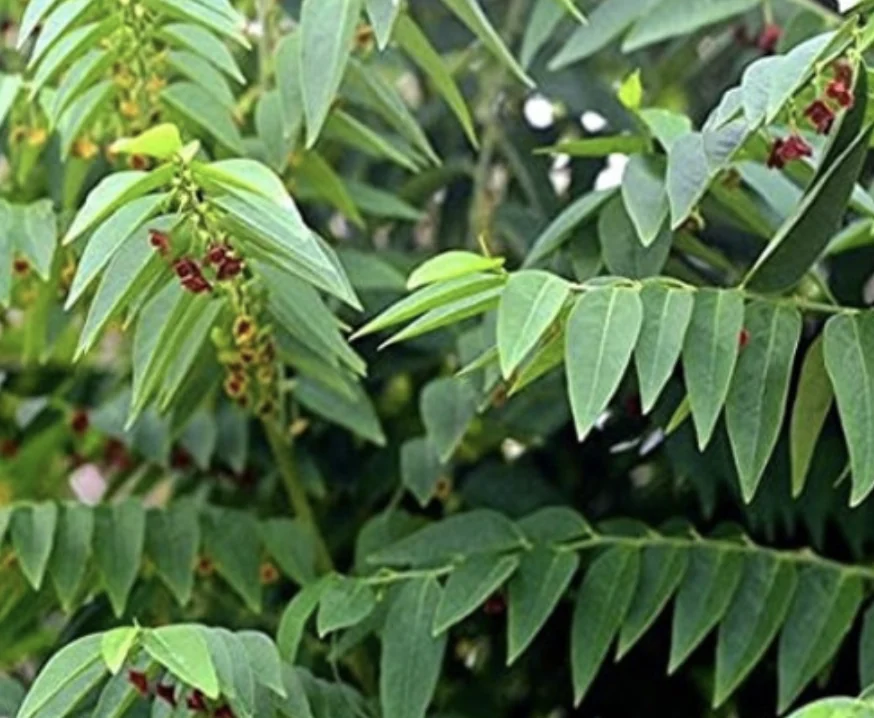 Multi-Vit Leaves