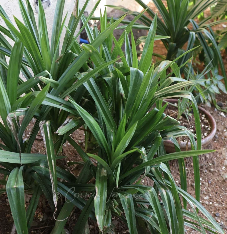 Pandan Leaf
