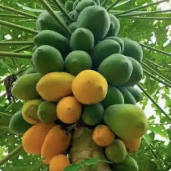 Papaya (ripe)