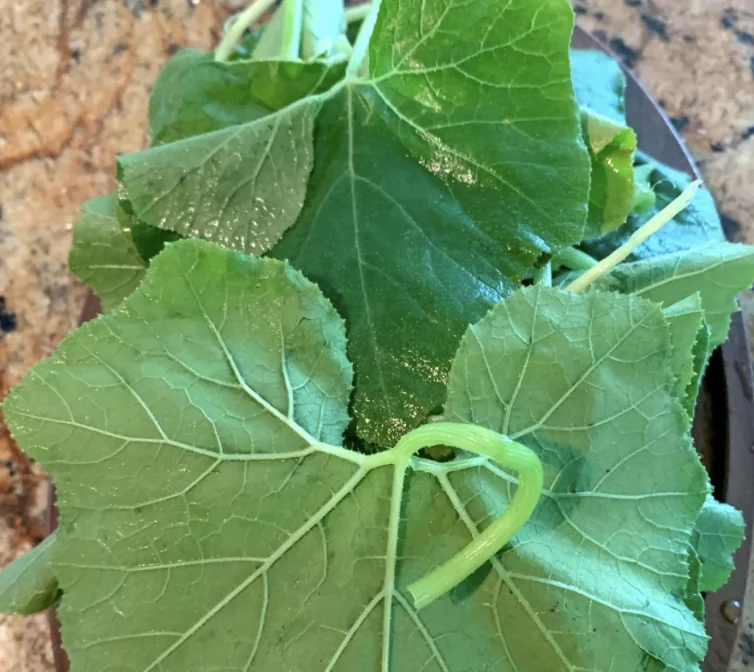Pumpkin Leaves
