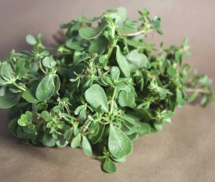 Purslane (for veg or pesto)