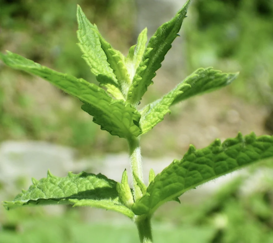 Spearmint