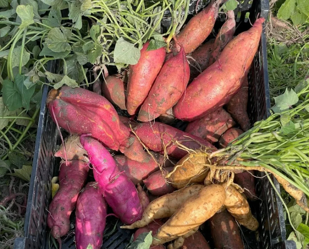 Sweet Potato