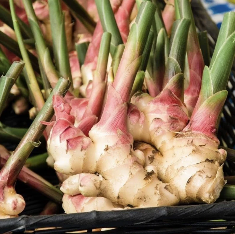 Thai Ginger (Galangal)