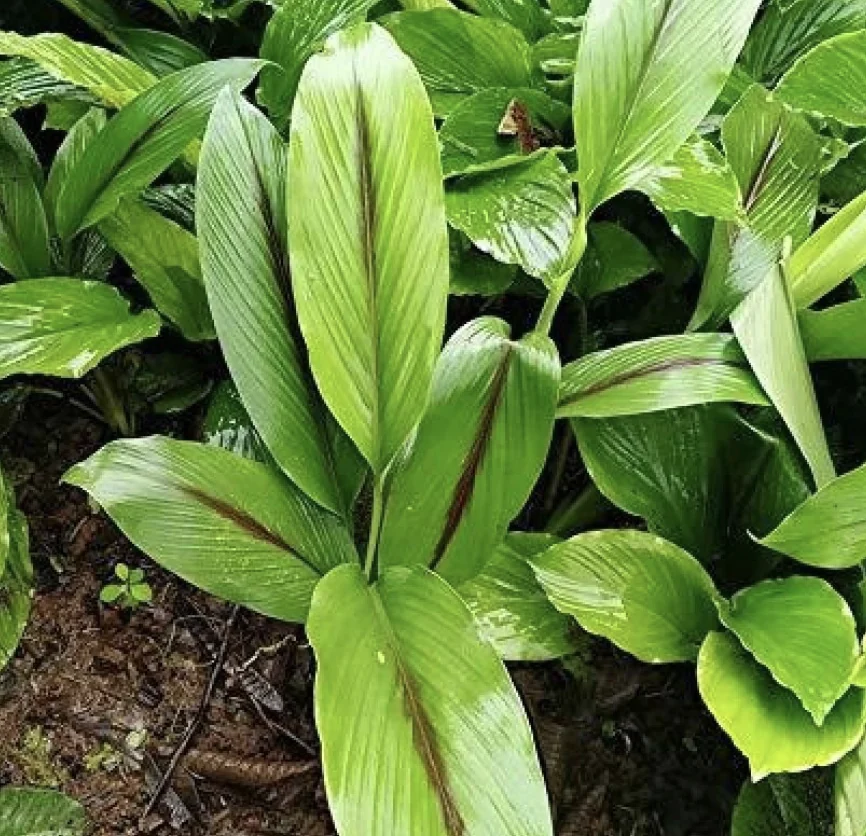 Turmeric Leaves