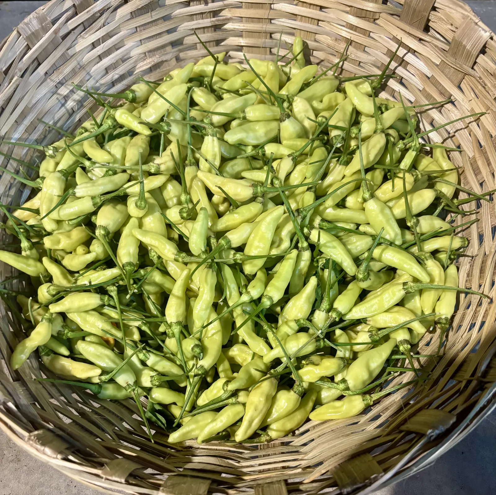 White Chilli